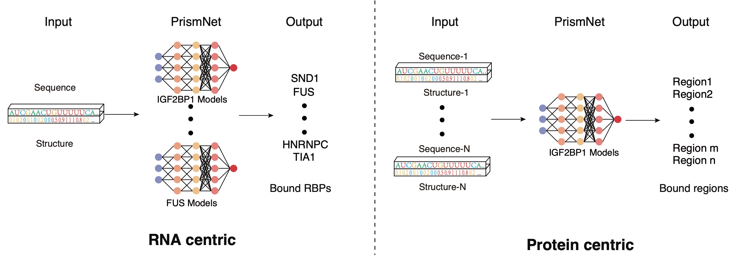 PrismNet: predicting protein–RNA interaction using in vivo RNA structural information